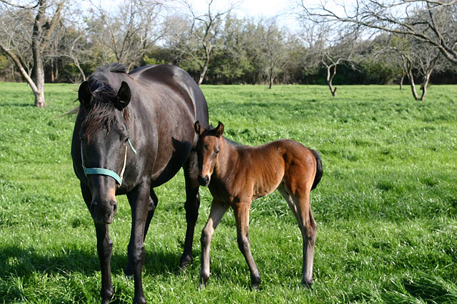 Mare and Colt