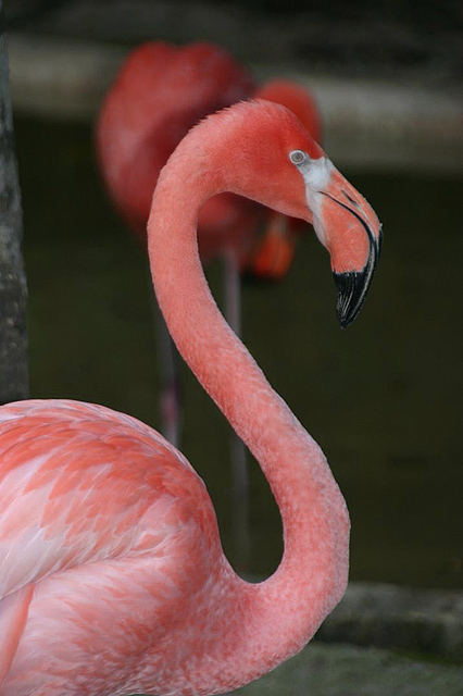 Obligatory Flamingo