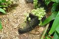 Gardeners Sole.JPG