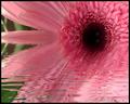Pink Flood