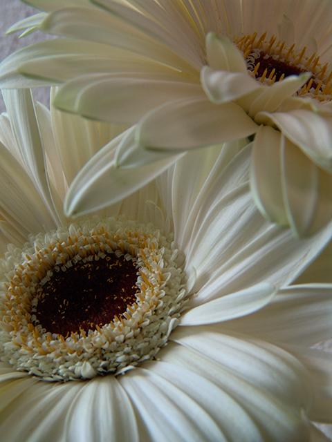 DSC06488_org_sm.jpg
