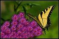 Butterfly Calm