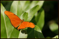 Whispering Wings III