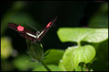 Whispering Wings IIII