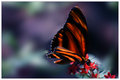 Whispering Wings V