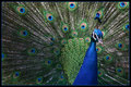 The Arrogant Peacock