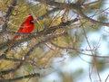 Cardinal I