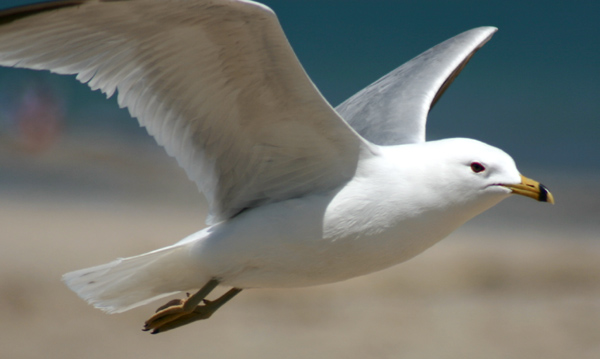 seagull.jpg