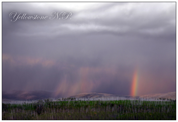 Yellowstone N.P.