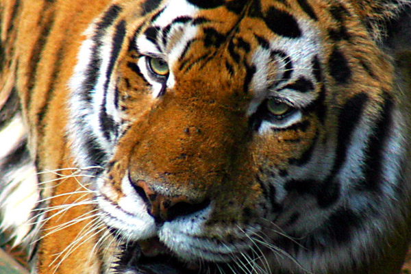 The Look