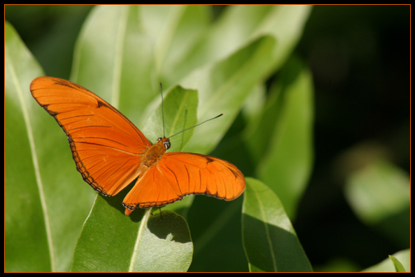 Whispering Wings III