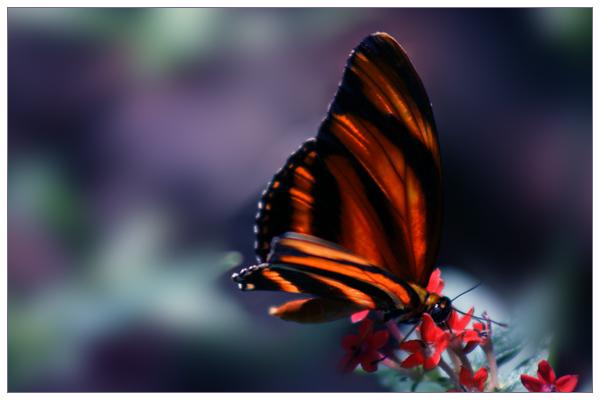 Whispering Wings V