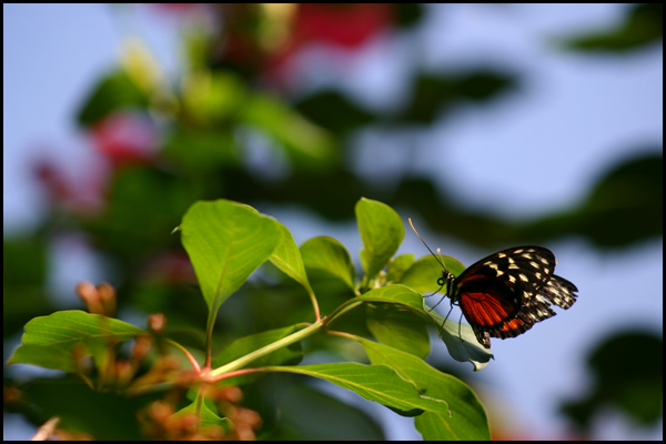 Whispering Wings VI