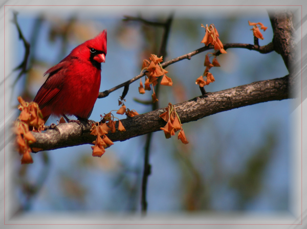 St.Louis Cardinal