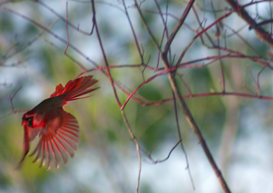 Redbird In Flight