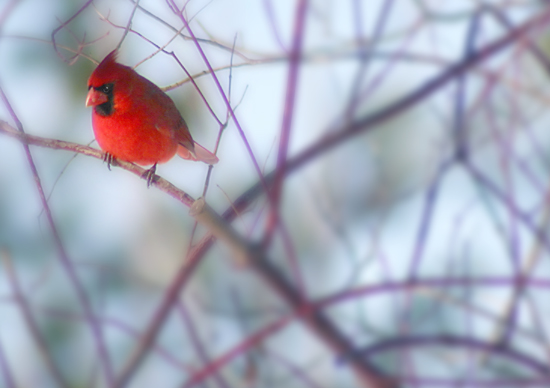 Cardinal II