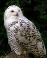 big+white+bird+v2.jpg