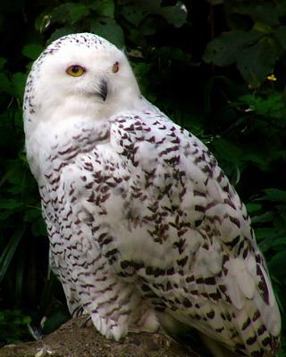 big+white+bird+v2.jpg