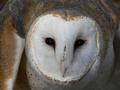 Barn-Owl.jpg
