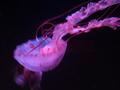 Jelly-fish.jpg