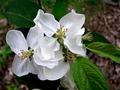 Crabapple.jpg