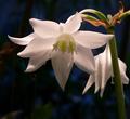 Flower.jpg