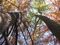 Reach for the Sky.jpg