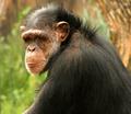 Chimp.jpg