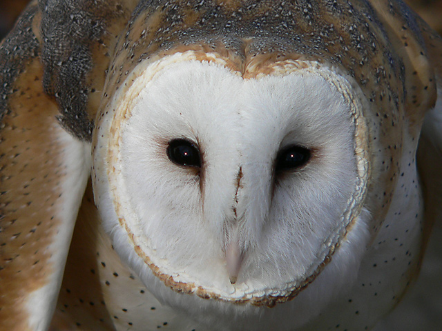 Barn-Owl.jpg