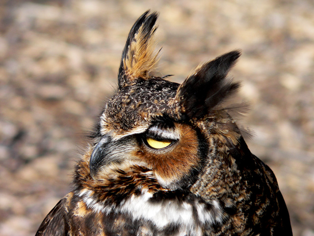 Great-Horned-Owl.jpg