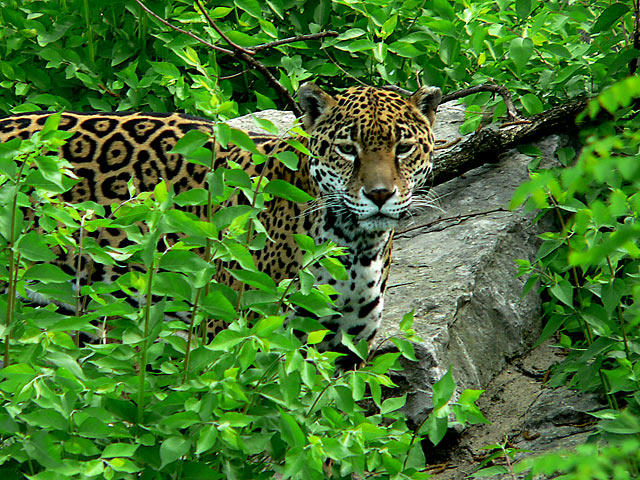 Jaguar.jpg