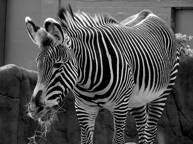 Stripes.jpg