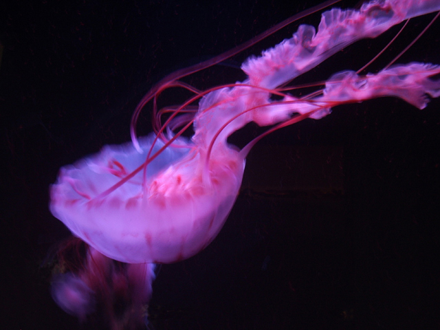 Jelly-fish.jpg