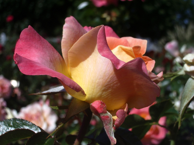 Rose.jpg