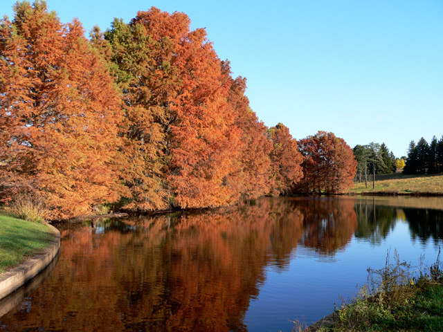 Bald-Cypress.jpg