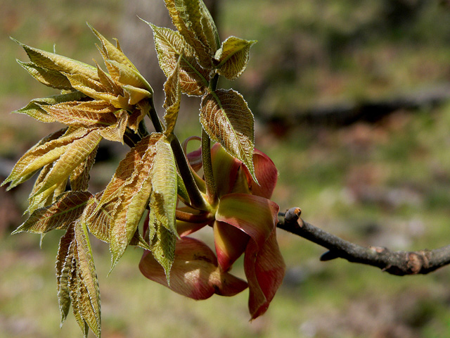 Unfurling.jpg