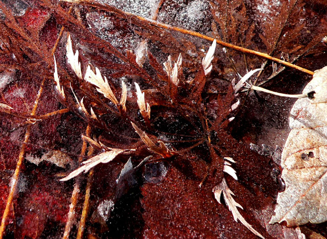 Icy-Leaves.jpg