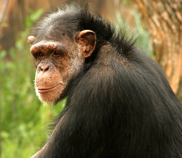 Chimp.jpg
