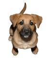 dog.jpg