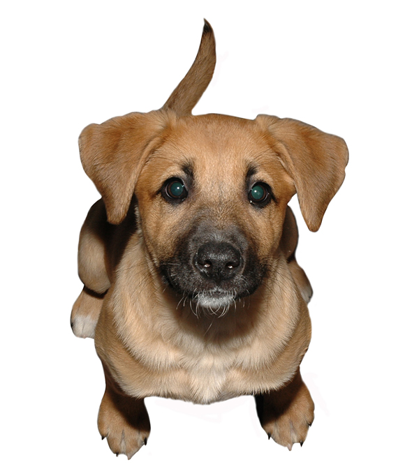 dog.jpg