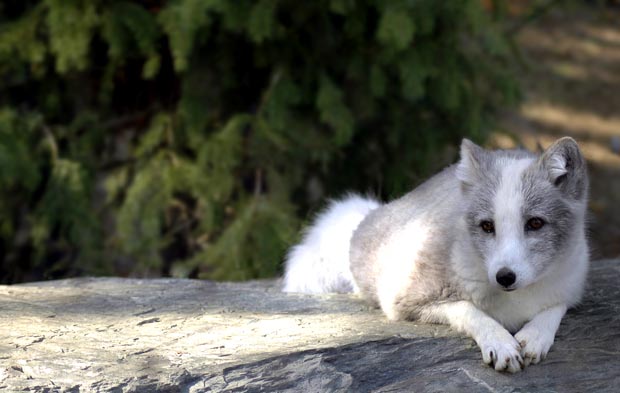 White Wolf