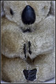 Jun 06 Koala.jpg