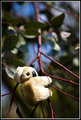Jun 08 Koala.jpg