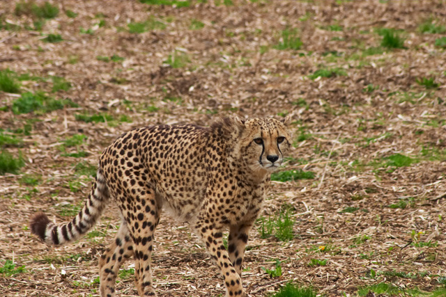 Spot-the-Cheetah.jpg