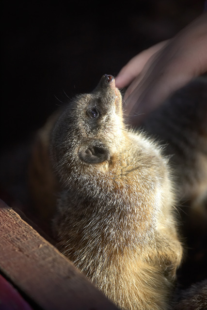 A Little Tickle Under the Chin
