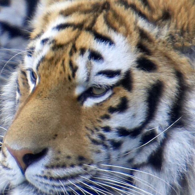 TC at f/5.6 crop.jpg