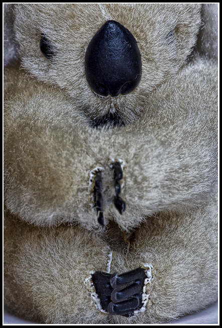 Jun 06 Koala.jpg