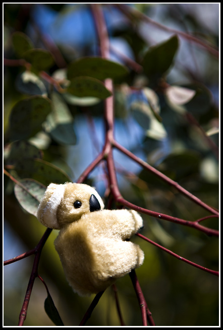 Jun 08 Koala.jpg