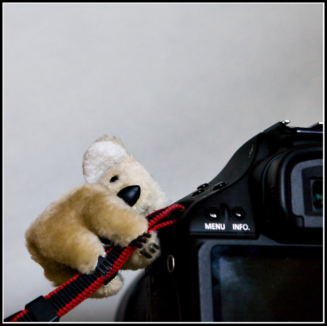 Jun 17 Koala.jpg