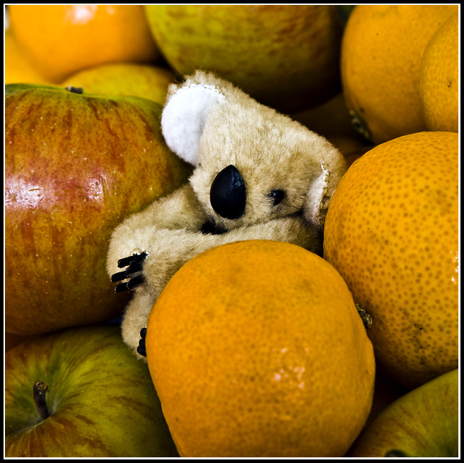 Jun 24 Koala.jpg